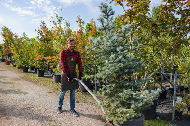 Best Tree Planting Services  in Mission, TX